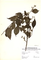 藏品(烏皮九芎)的圖片